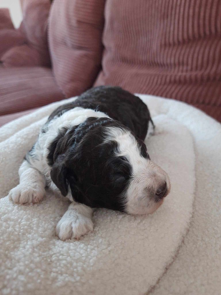 chiot Lagotto Romagnolo Des Diamants Noirs Du Midi