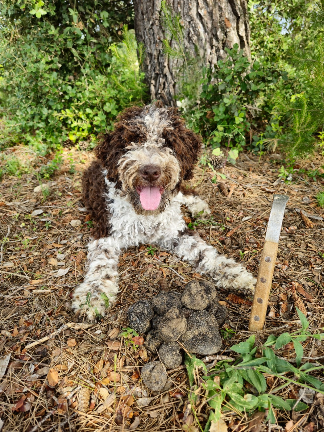 Saillie prévu la semaine du 26 Janvier 2026